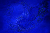 [ENTER FRAKTALE WELTEN GALERIE]